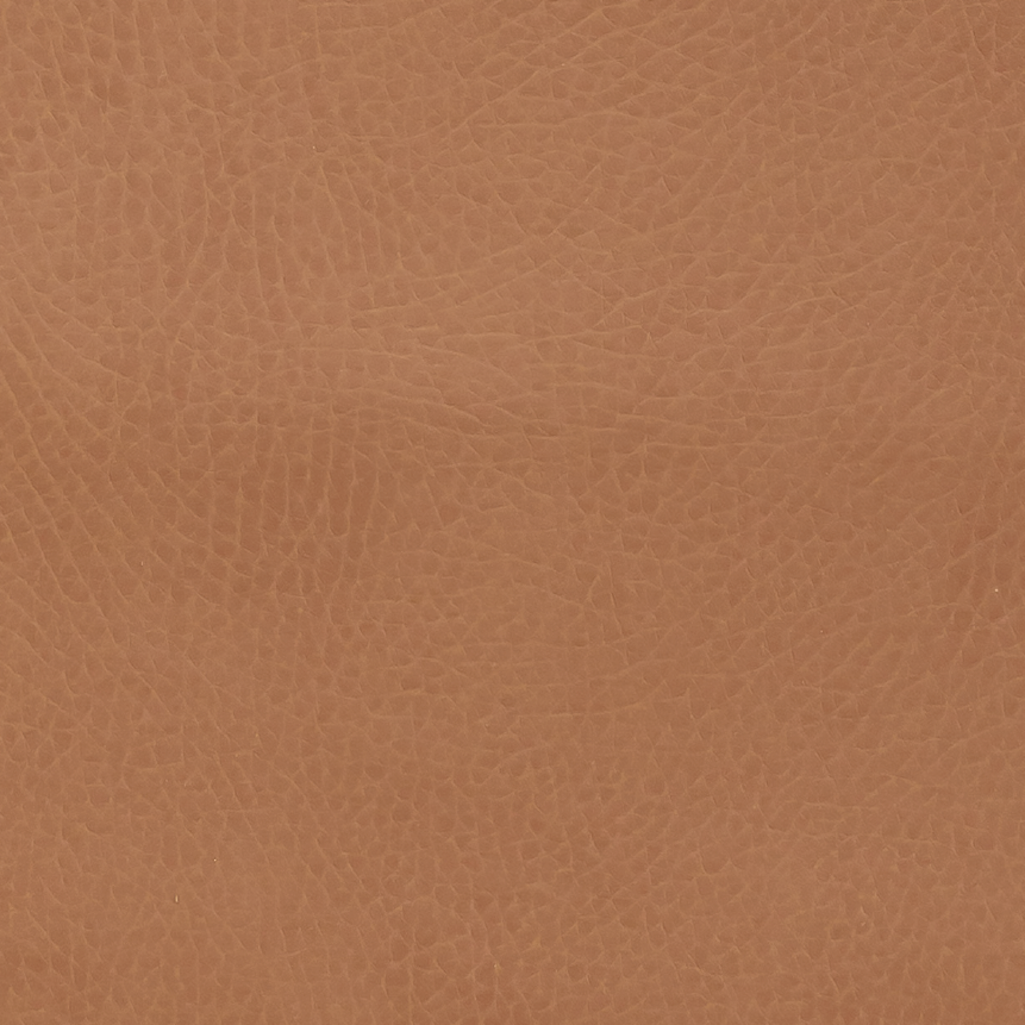 Cedar@cedar swatch