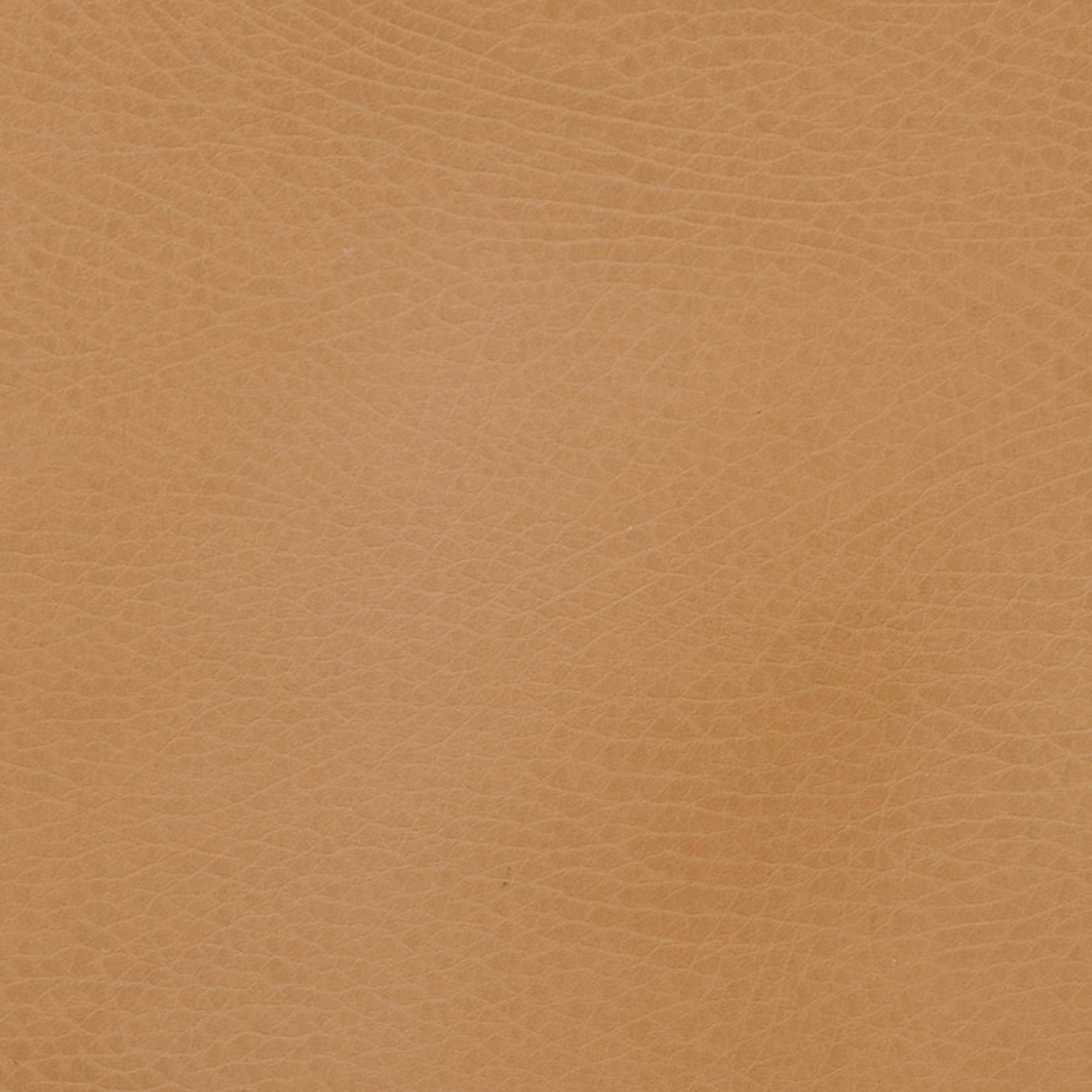 Camel@Camel Swatch